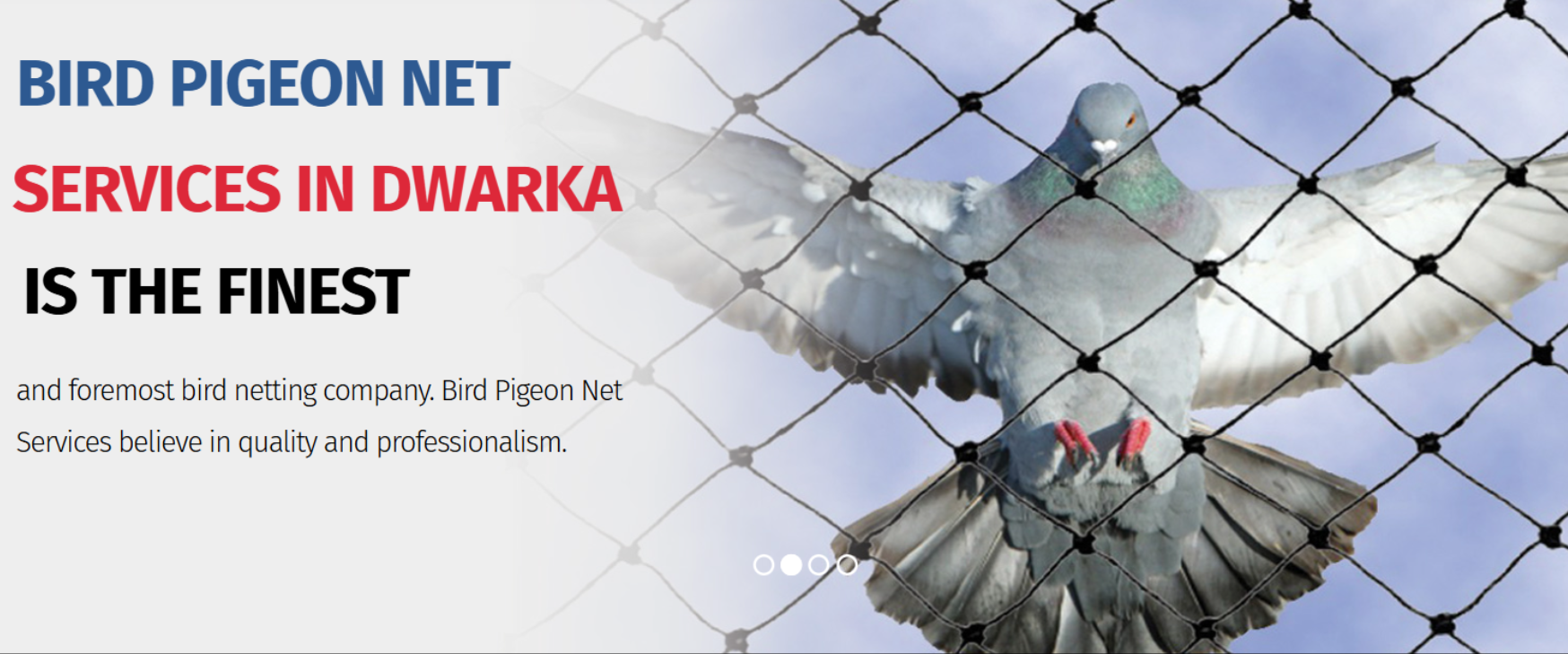 Adzynix:  - Birdpigeonnet banner