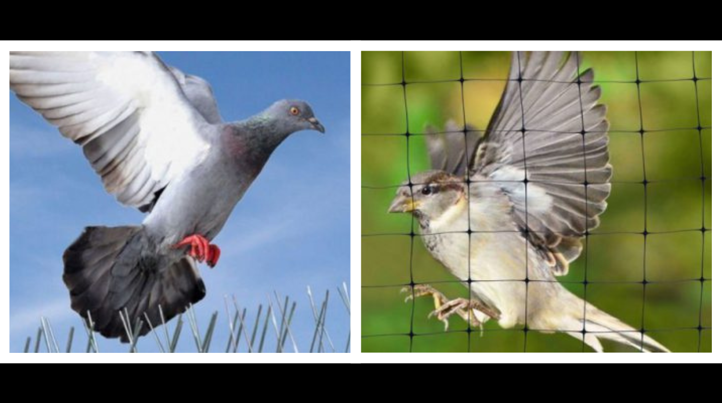  birdpigeonnet image