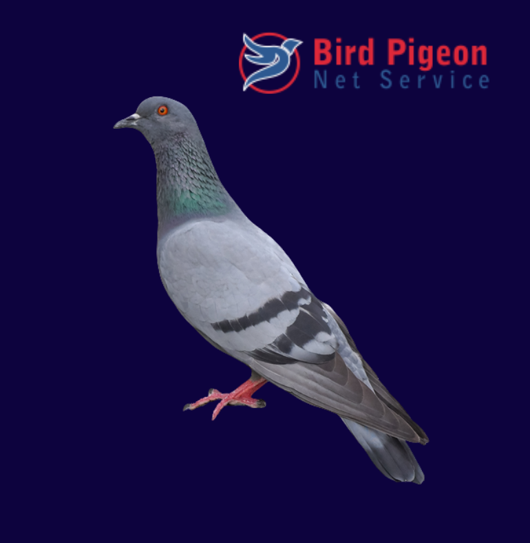 Digital Marketing Agency in India portfolio-birdpigeonnet
